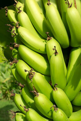 A branch of bananas on a palm tree under the sun. Fresh green bananas growing on a palm tree in the tropics
