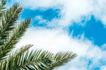 Palm leaves background. Tropical palm branch against the background of clear sky.