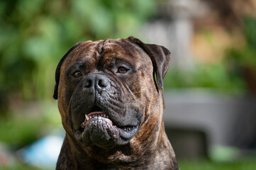 Hector der Bullmastiff