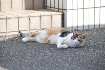 庭でくつろぐ猫（１１歳）