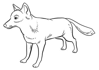 Fototapeta premium In the animal world. Image of a fox. Black and white drawing, coloring.