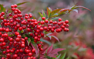 Obraz premium bianche rosse di nandina domestica in inverno