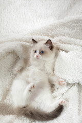 fluffy kitten on white in a plaid. Bicolor Rag Doll Cat