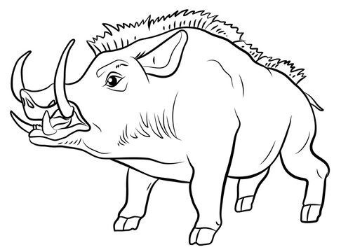 Animals. Black and white image of a wild boar coloring book for children.