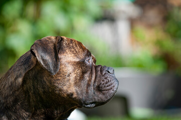 Hector der Bullmastiff