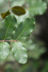Carob tree