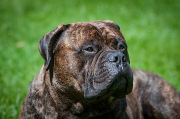 Hector der Bullmastiff