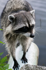 raccoon is swimming in pond