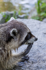 raccoon is eating with his hand 