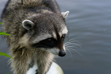 raccoon is looking at something