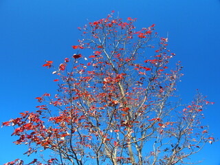 晩秋の花水木の紅葉と青空