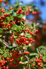 Obraz premium Narrow-leaf Firethorn