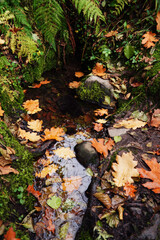 Autumn water of Transcarpathia