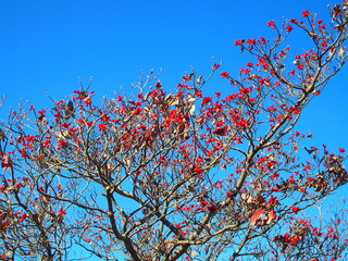 晩秋の花水木の紅葉と青空