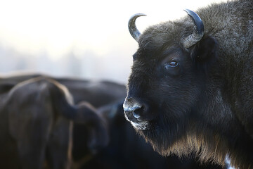 Aurochs bison in nature / winter season, bison in a snowy field, a large bull bufalo