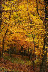 Fototapeta na wymiar Golden autumn in Transcarpathia