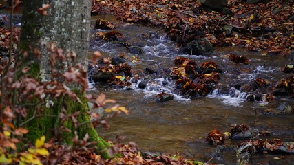 Obraz na płótnie Canvas Autumn water of Transcarpathia
