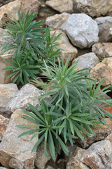 Wulfens spurge