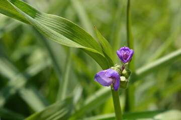 Spiderwort flower
