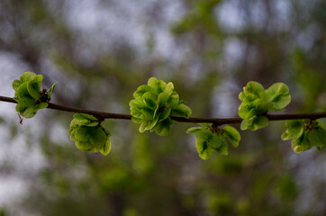 Spring branch, buds, blooming, buds, buns, nature, desktop photo, screensaver.