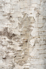 Common birch