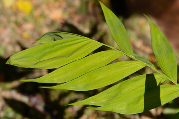 Hardy bamboo palm