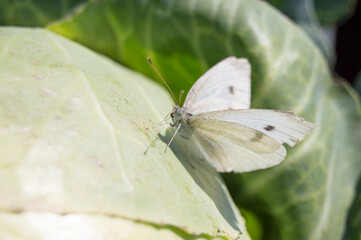cabbage butterfly