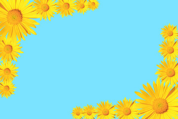 Yellow daisy flowers corner arrangement on blue background