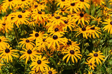 Selective focus shot of beautiful yellow daisy flowers