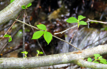 Young leaves on a branch. Beech.