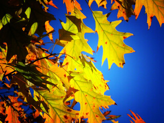 Vivid yellow maple leaf, close up. Blue sky in the back.