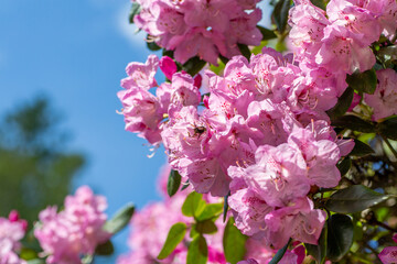 pink flowers with blue sky