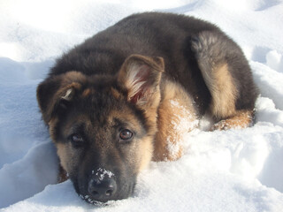 Cute German shepherd puppy on white snow