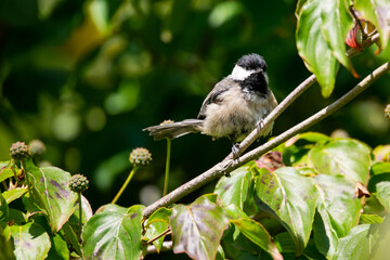 Black capped chickadee on the branch