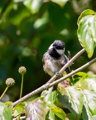 Black capped chickadee on the branch
