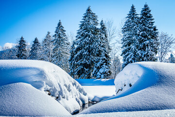 forest in winter - bavarian alps