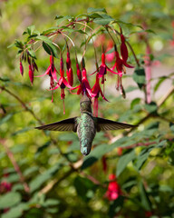 humming bird is eating flower honey with hovering