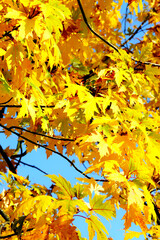 Yellow leaves, maple, autumn time.