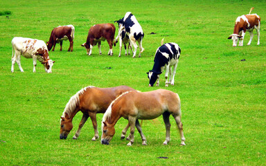 Obraz na płótnie Canvas Farm animals on the pasture.