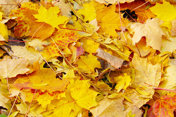 Yellow autumn mnaple leaves for background.