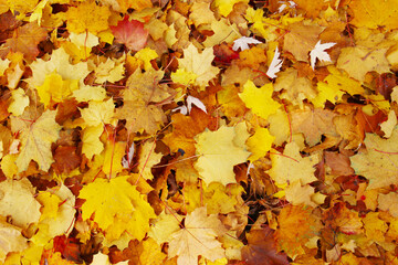 Naklejka na ściany i meble Yellow autumn mnaple leaves for background.