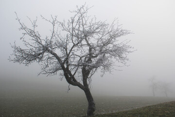 Aple tree in fog, mist, no sun, winter.