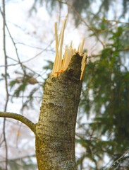Broken tree, after disaster, after storm, severe weather.