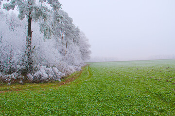 Fototapeta premium Frozen tree in early spring. Frost.