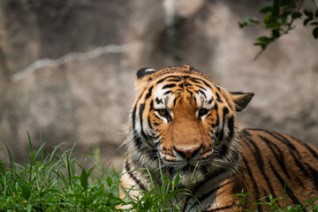 のんびり過ごすトラ