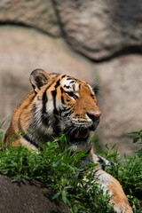 のんびり過ごすトラ