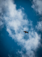 bird in the sky