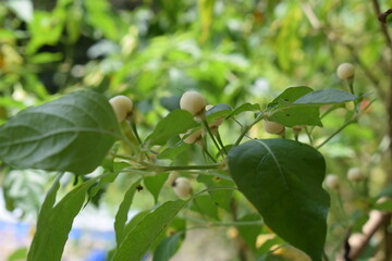 Chillie plants with chillies