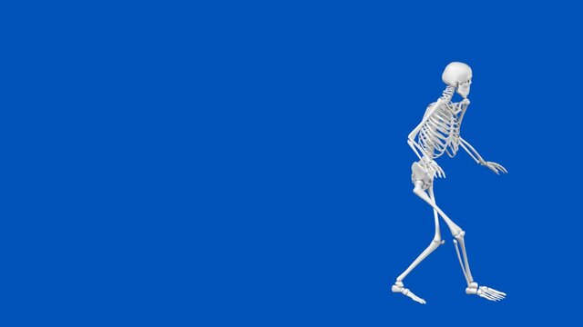 Skeleton Sneaking - 3D Illustration Animation - Blue Screen