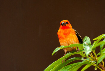 Red Fody, Foudia madagascariensis